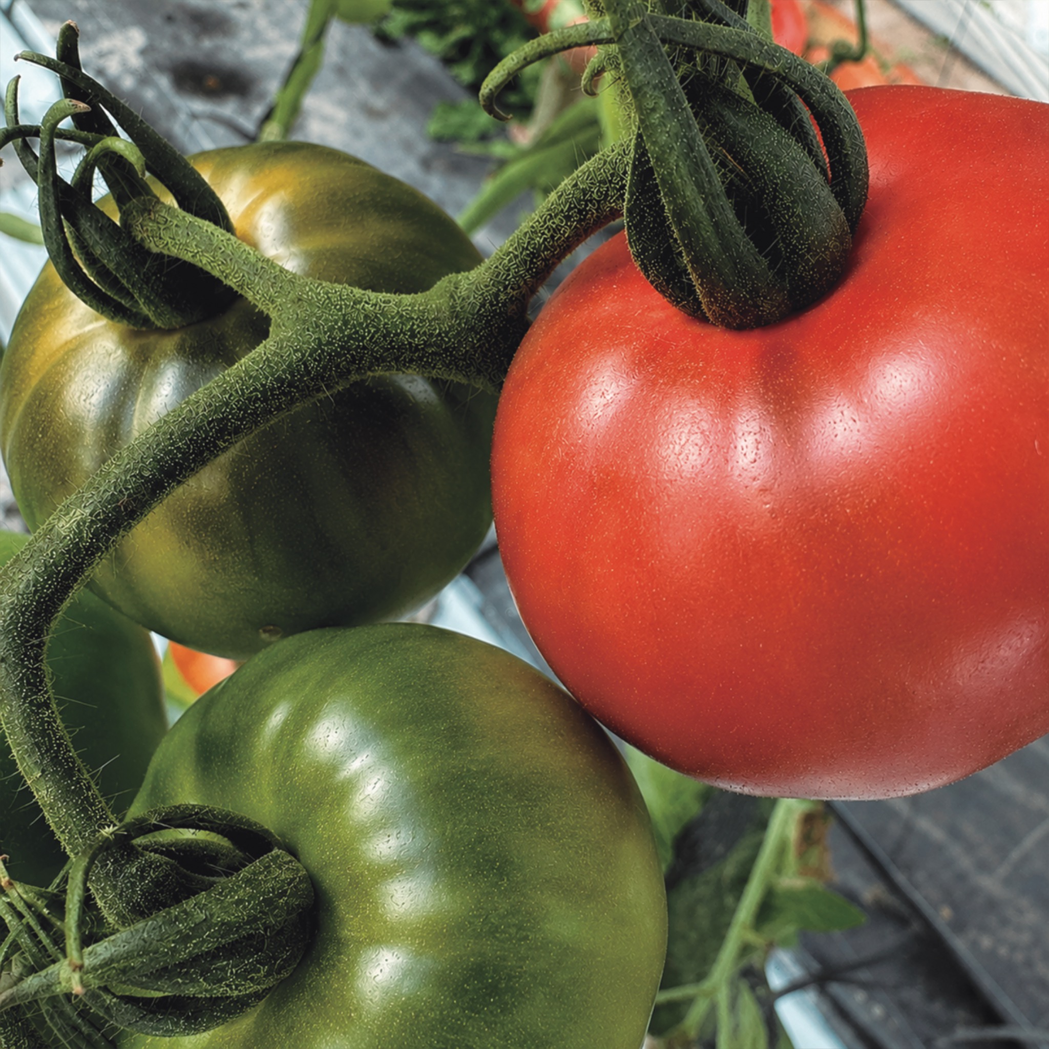 Tomates Sulayr madurando en la planta